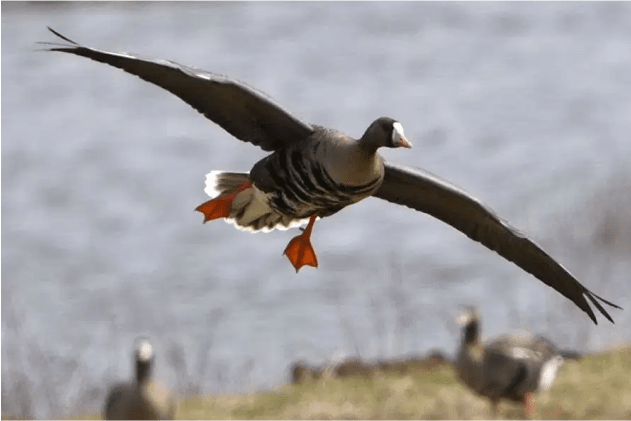 Автоматизация РОО "Коми республиканское общество охотников и рыболовов"